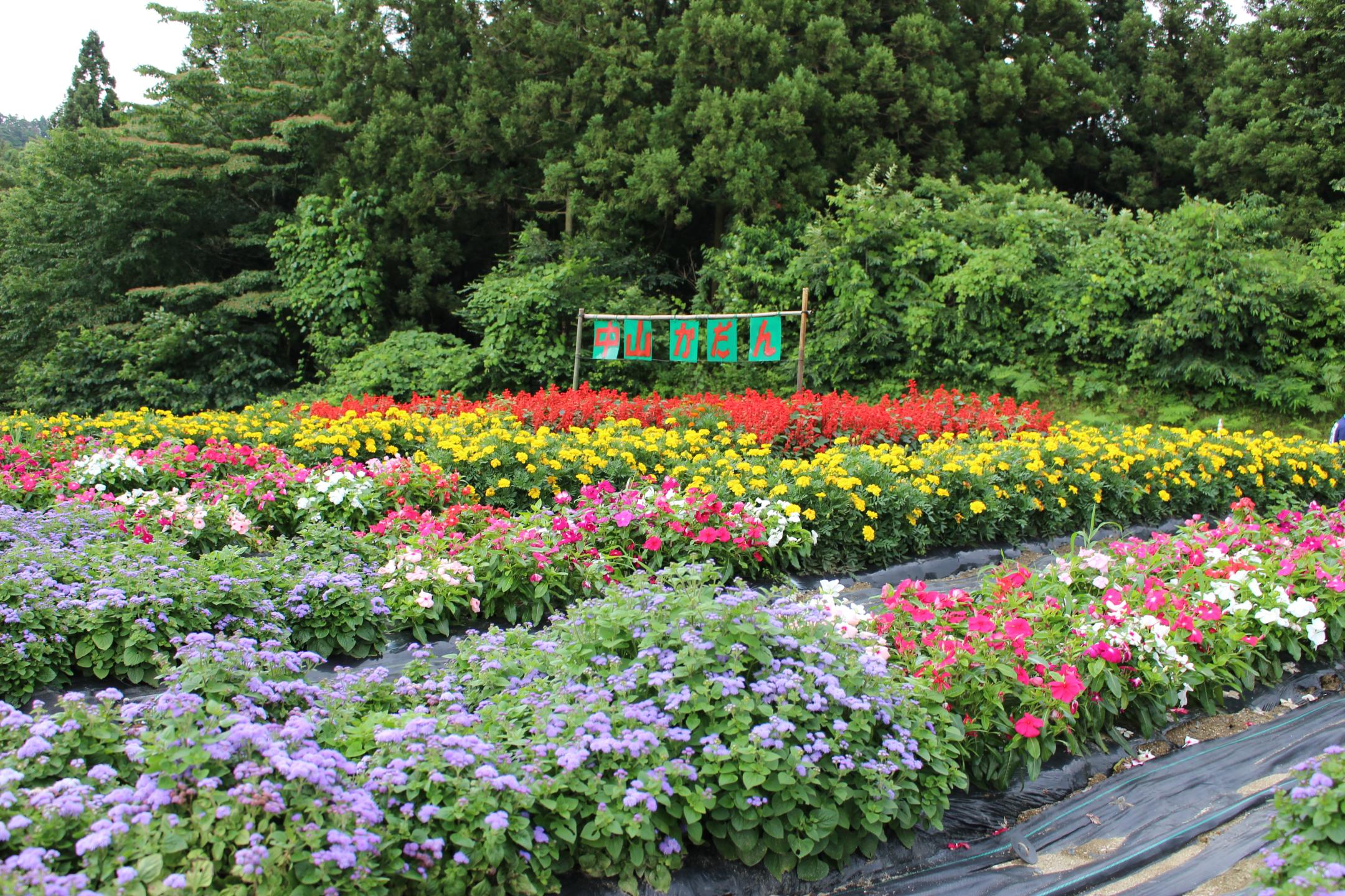 中山自治会の花壇